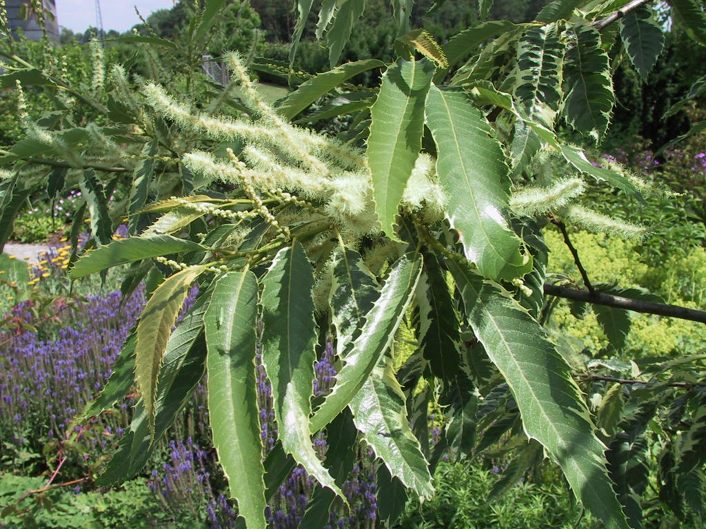 Castanea sativa Albomarginata Blatt 3.jpg